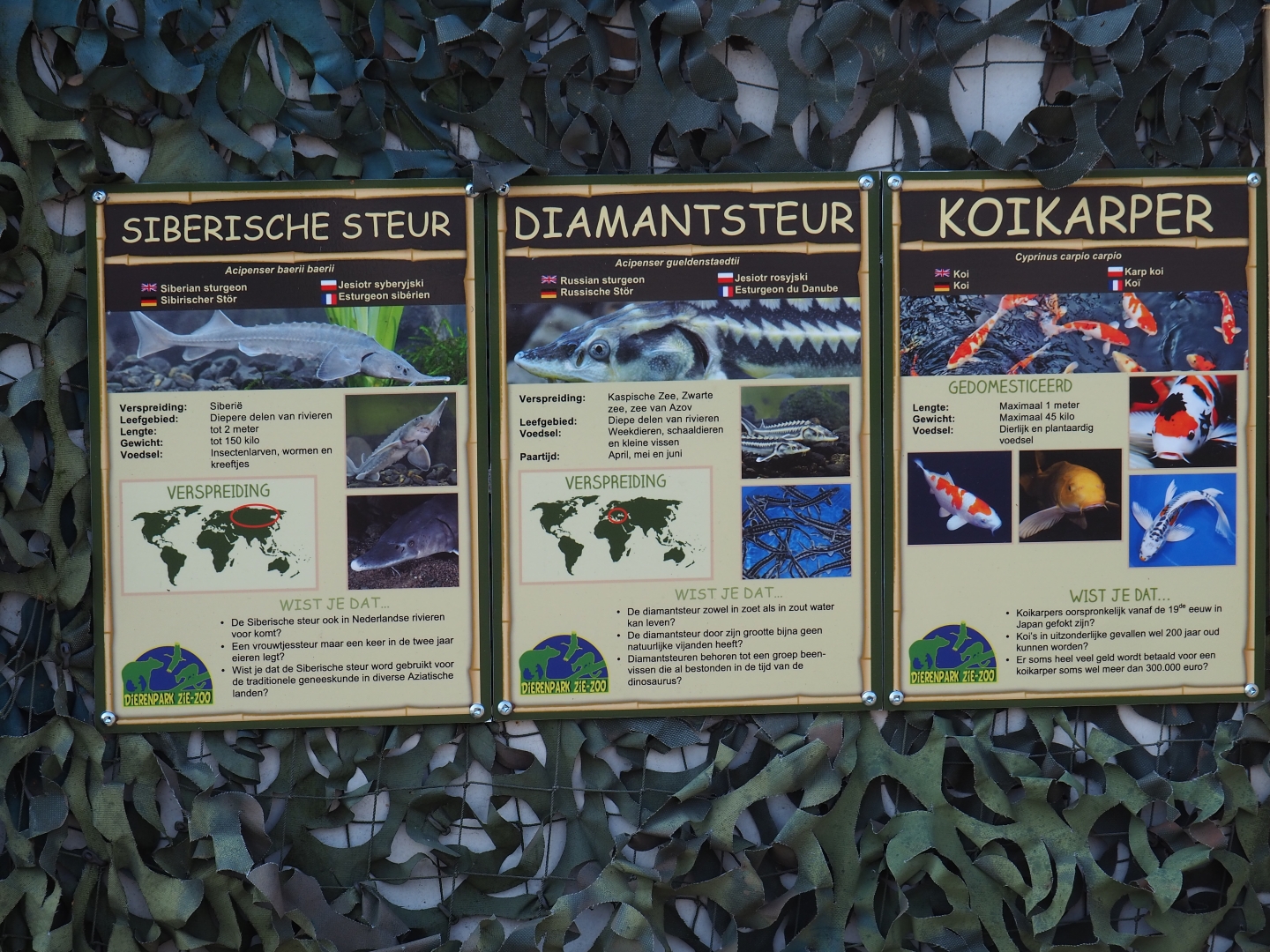 Pond fish signage, 2019-04-06