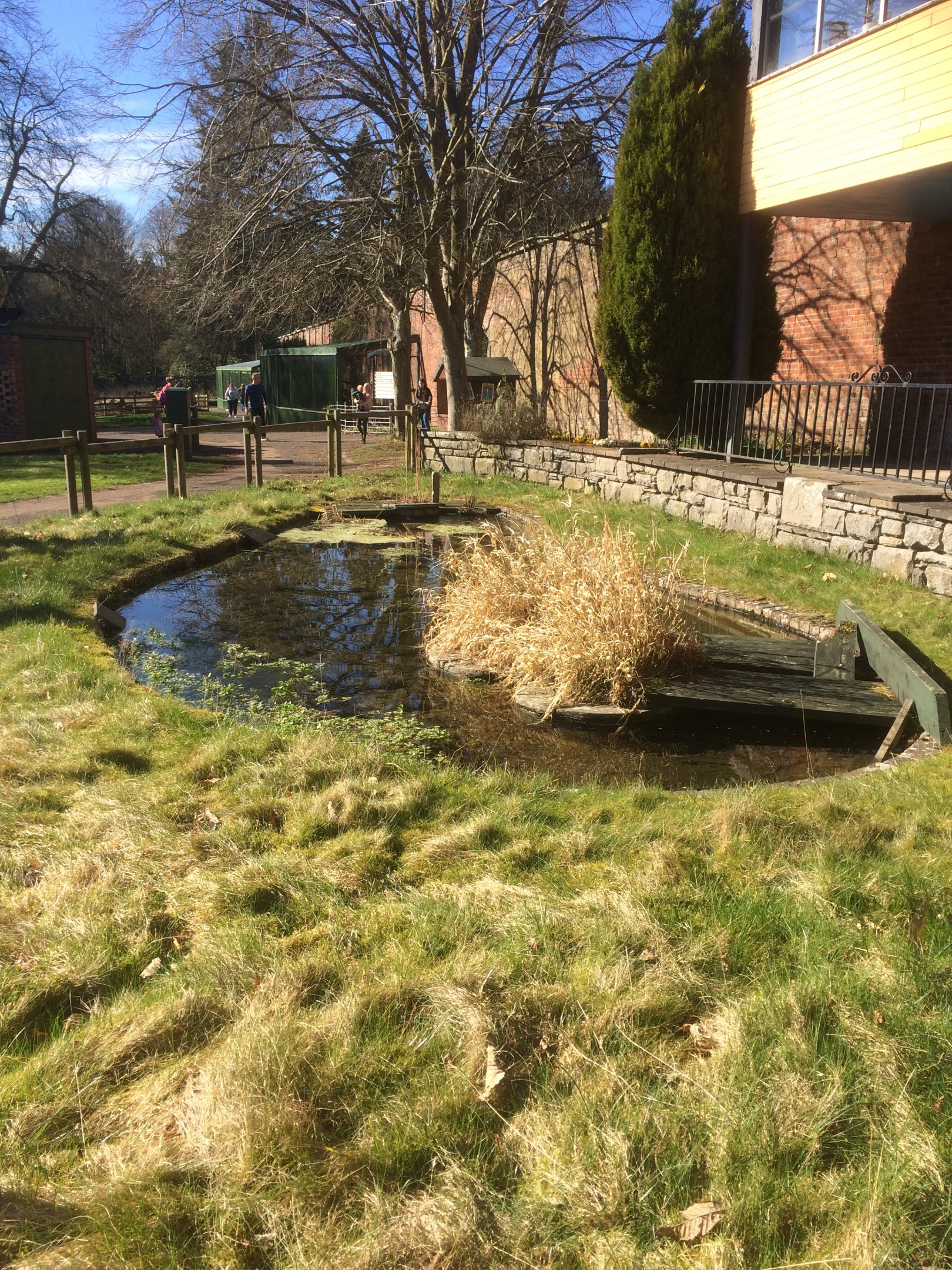 Pond for common frog