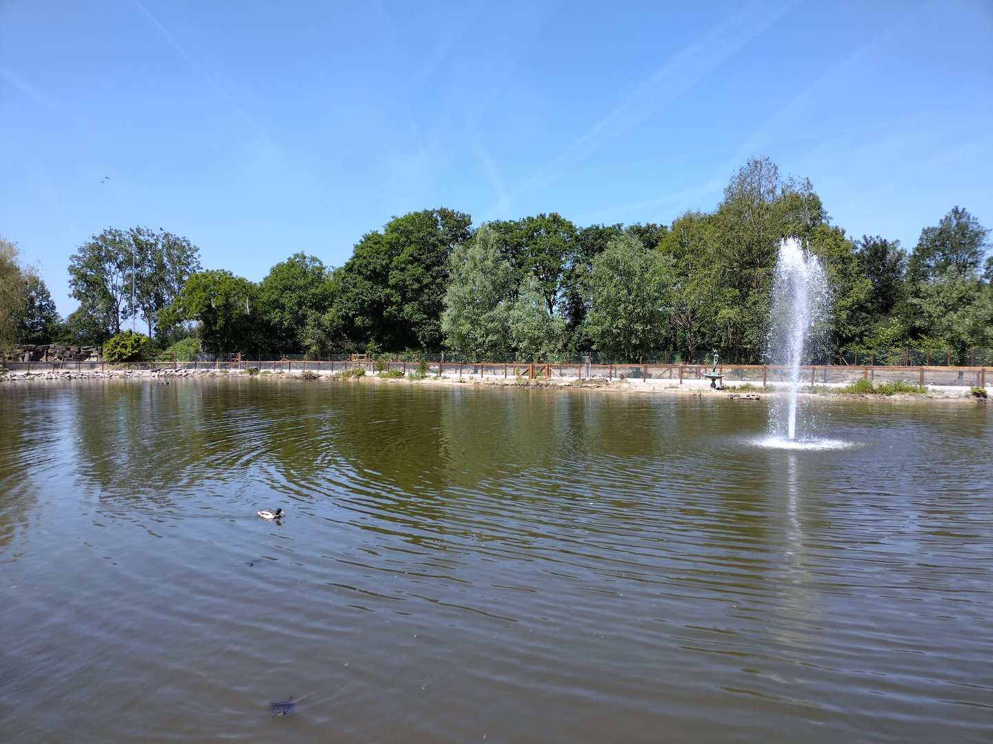 Pond for fish, turtles and waterfowl