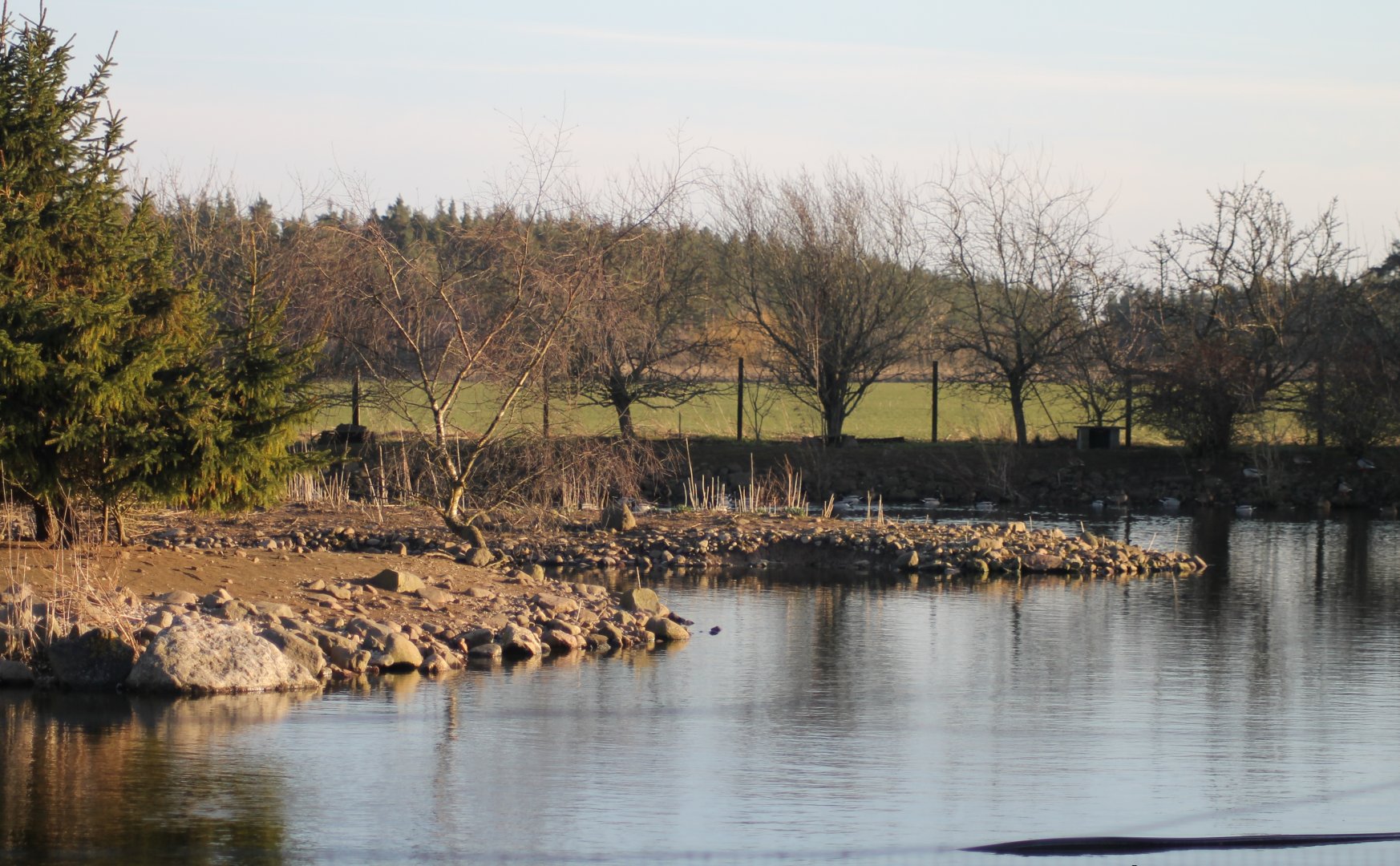 Pond for geese and ducks