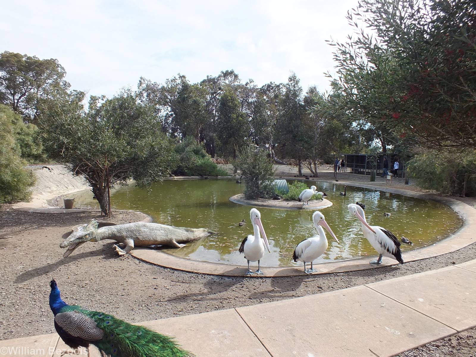 Pond for the Free-roaming Pelicans - Cohunu Koala Park