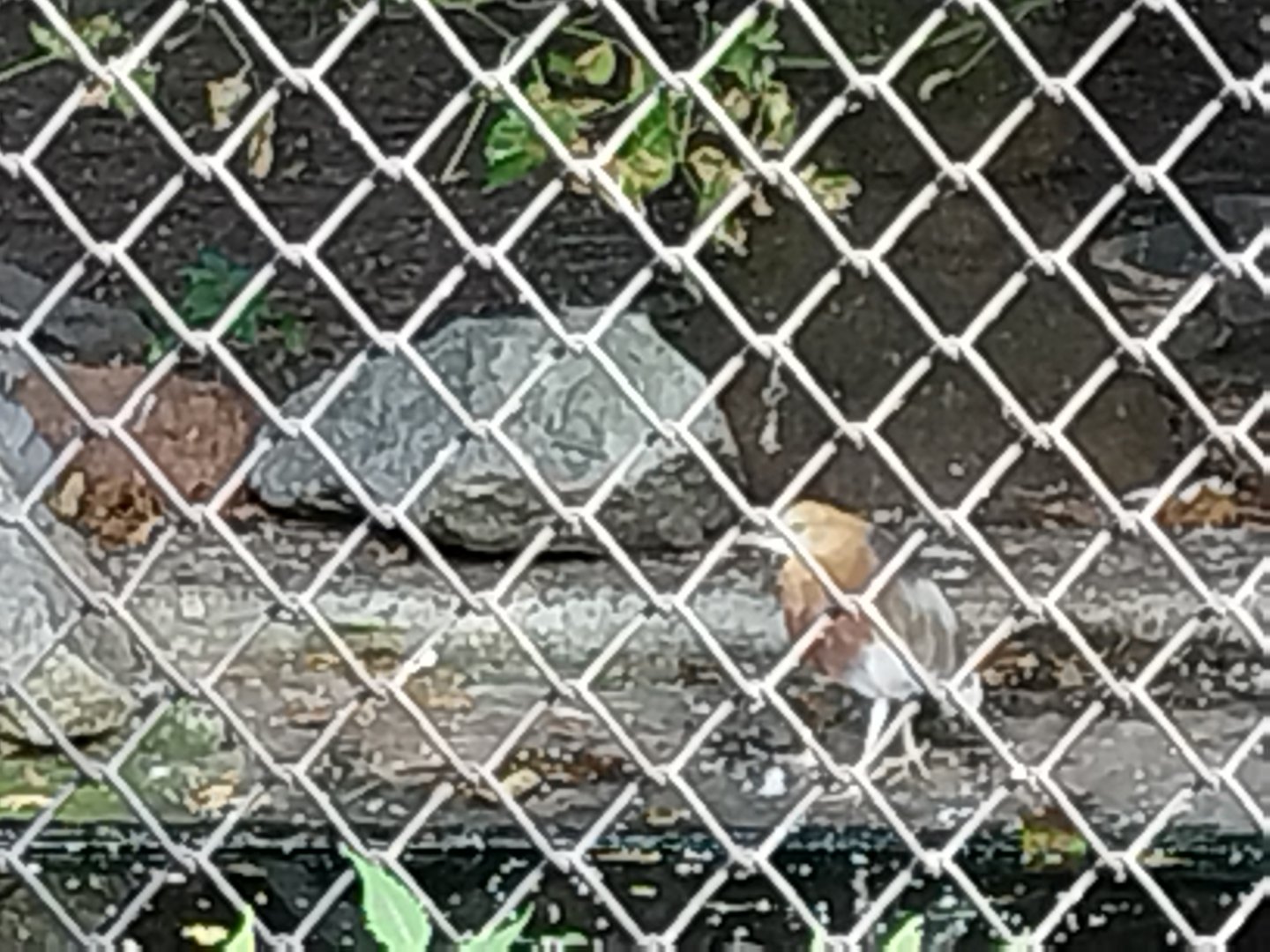 Pond-heron aviary - Javan Pond-heron (Ardeola speciosa) (?)