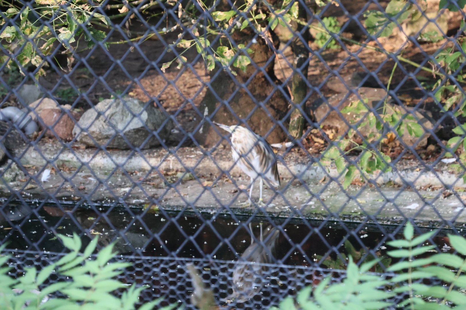 Pond-heron aviary - Madagascar Pond-heron (Ardeola idae) (?)