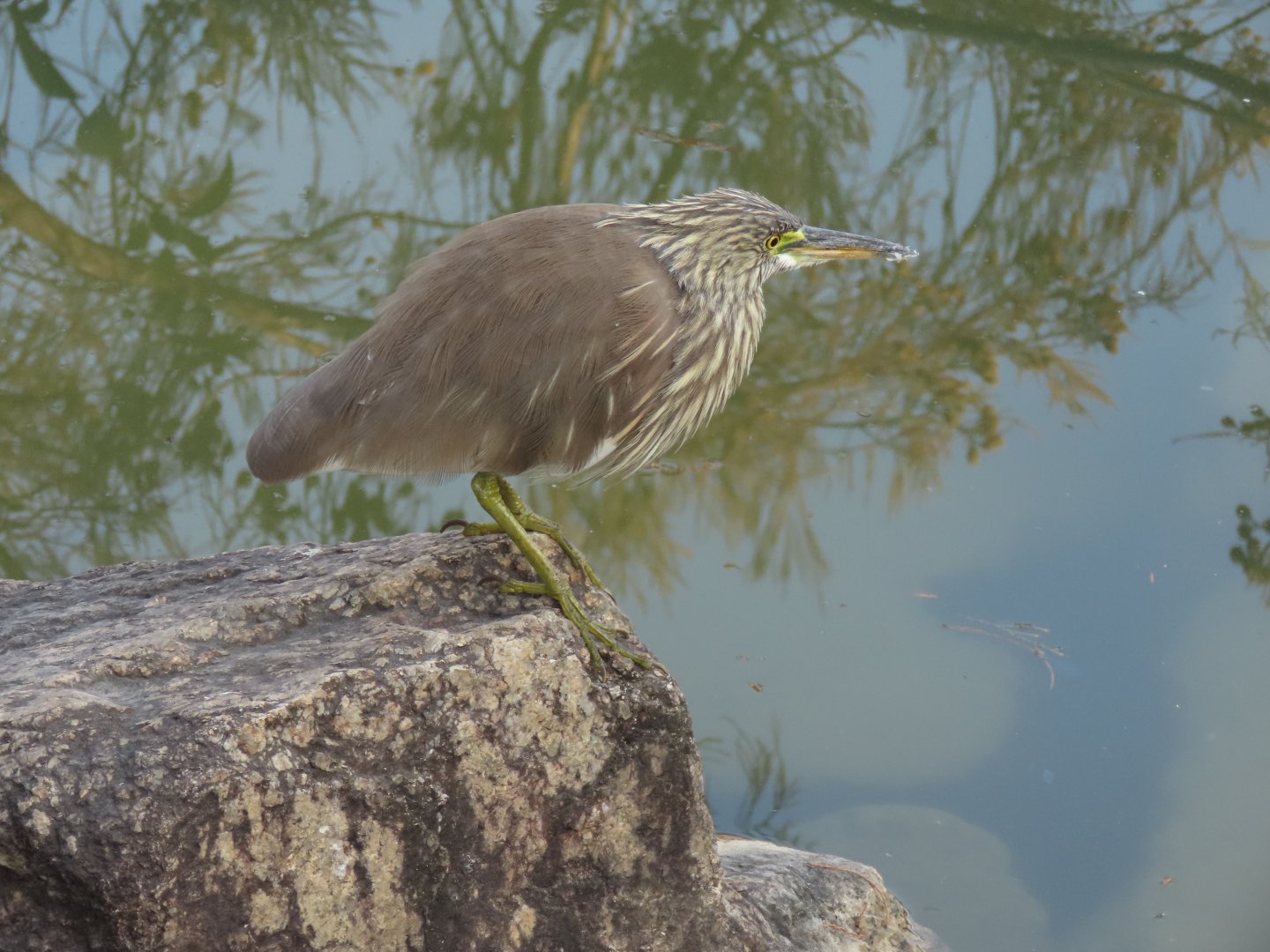 Pond heron? or juvenile Night Heron?