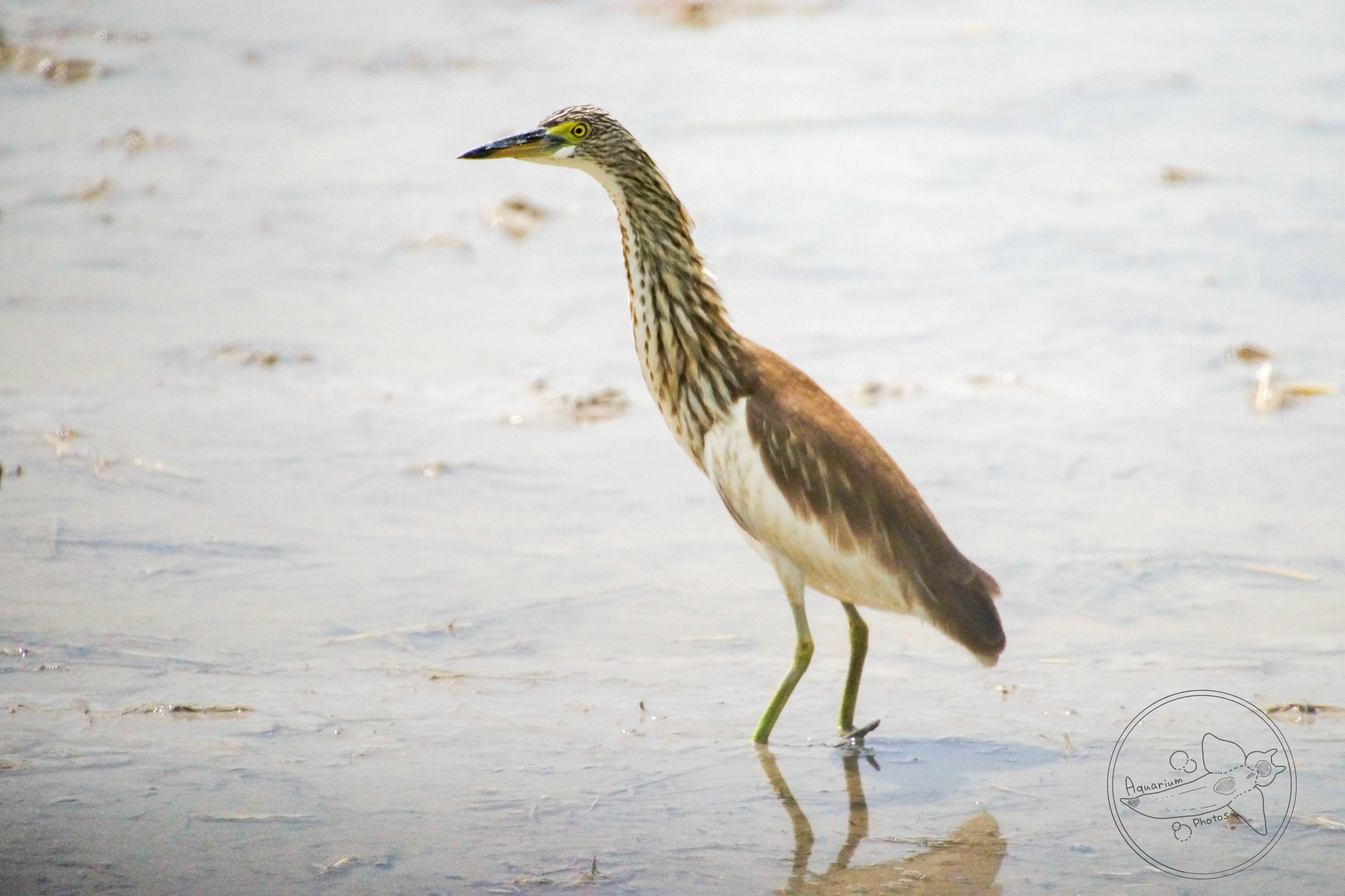 Pond Heron sp. (Ardeola sp.)