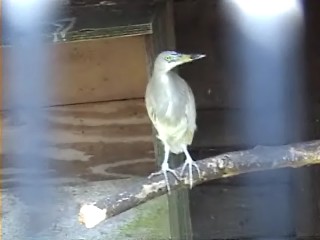 Pond Heron species
