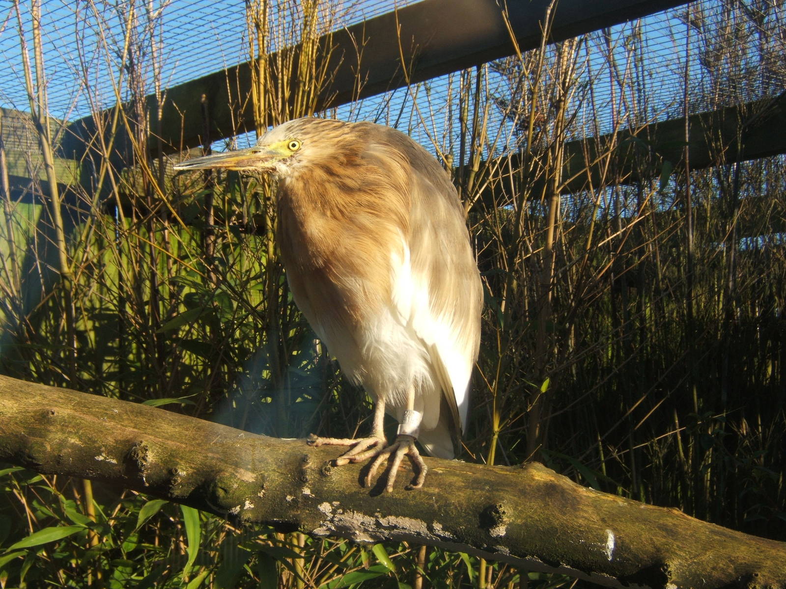 Pond Heron