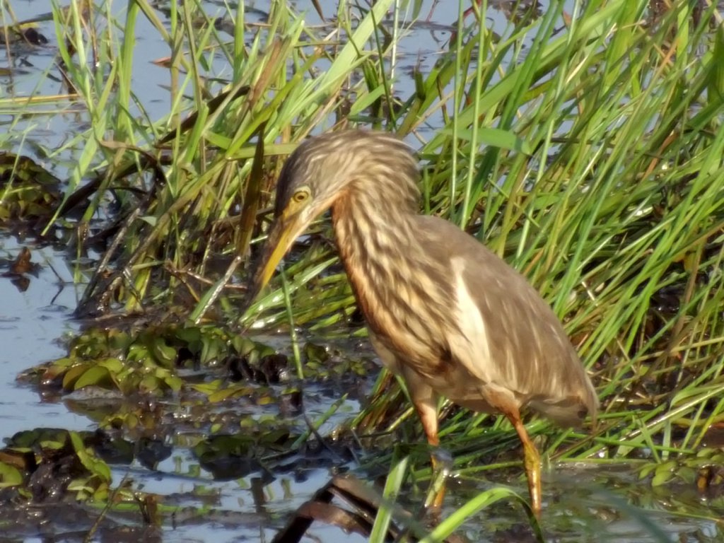Pond heron