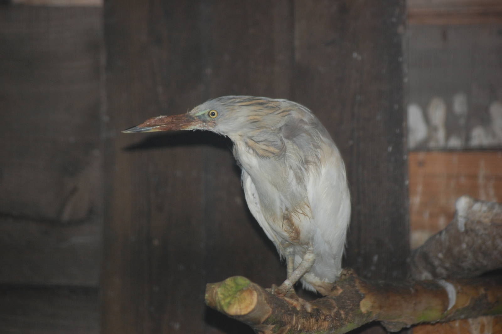Pond Heron