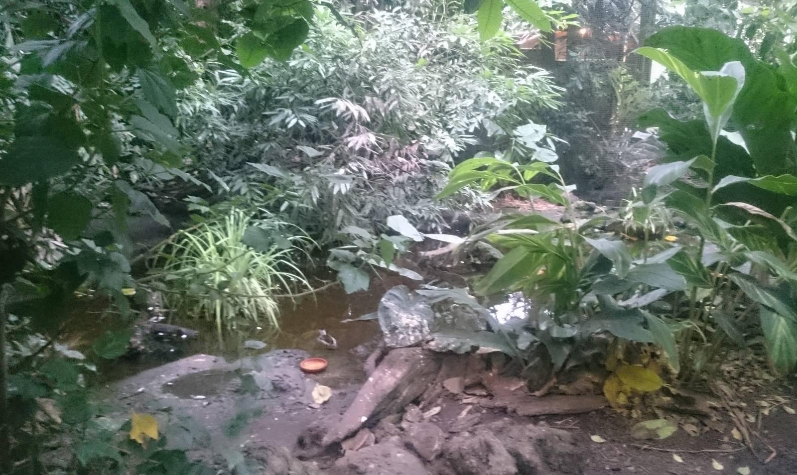 Pond in Asian tropical hall