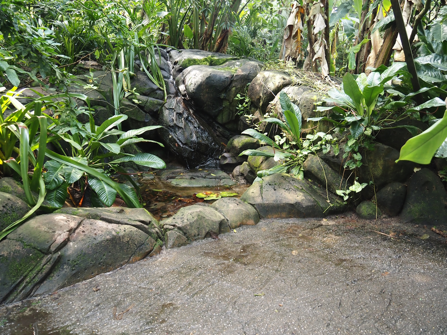 Pond in Birdy Bush, 2024-06-23