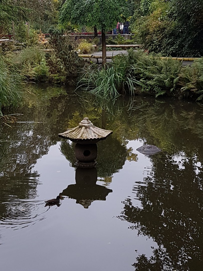 Pond in Chinese Garden