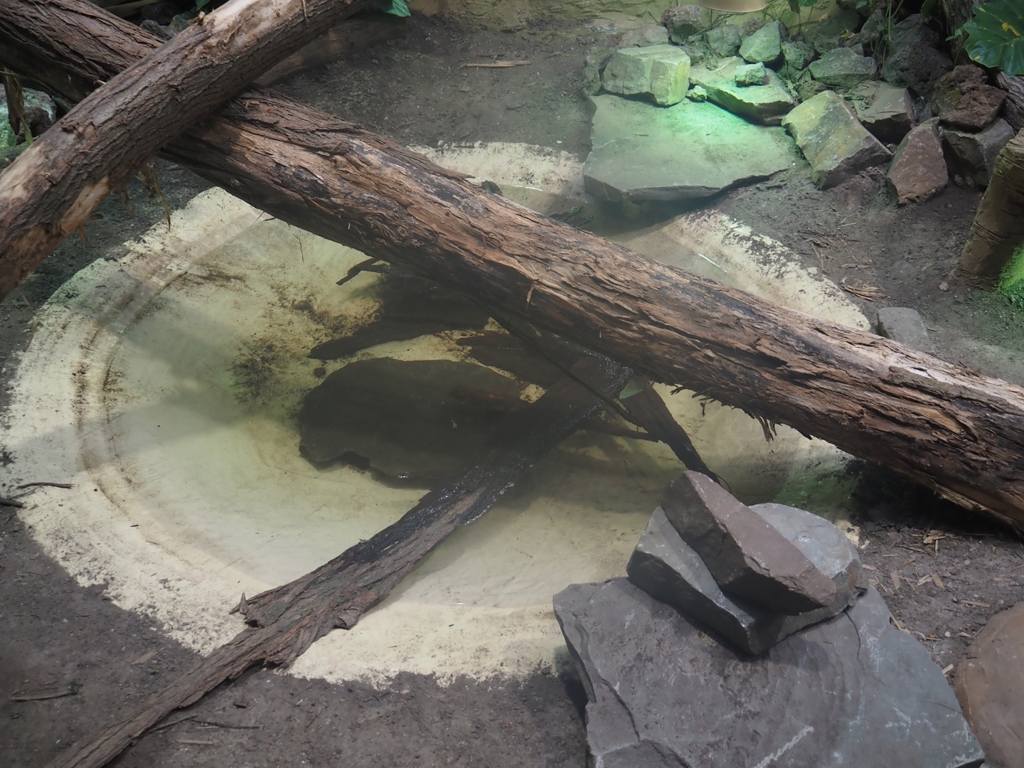 Pond in Chinese water dragon, Sulawesi sailfin lizard and Southeast Asian box turtle exhibit, 2025-04-26