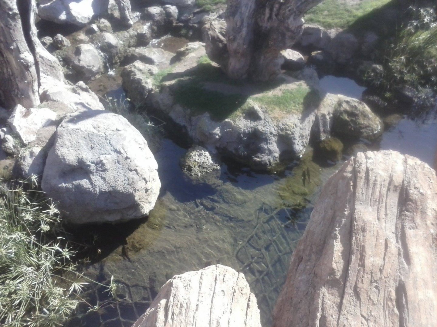 Pond in front of the chimp enclosure