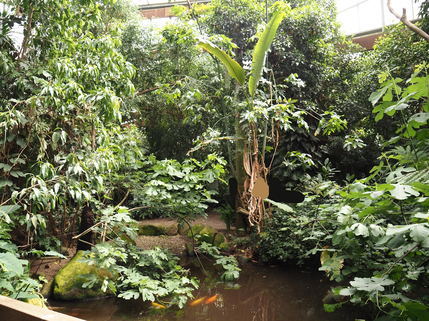 Pond in Jungle Trail, 2024-05-23