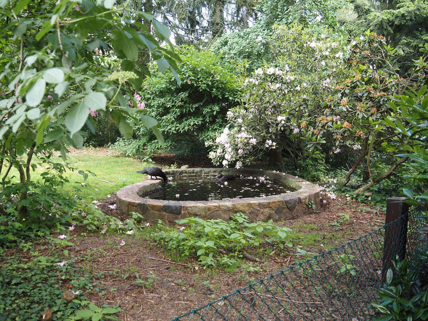 Pond in Muscovy duck exhibit, 2024-05-23