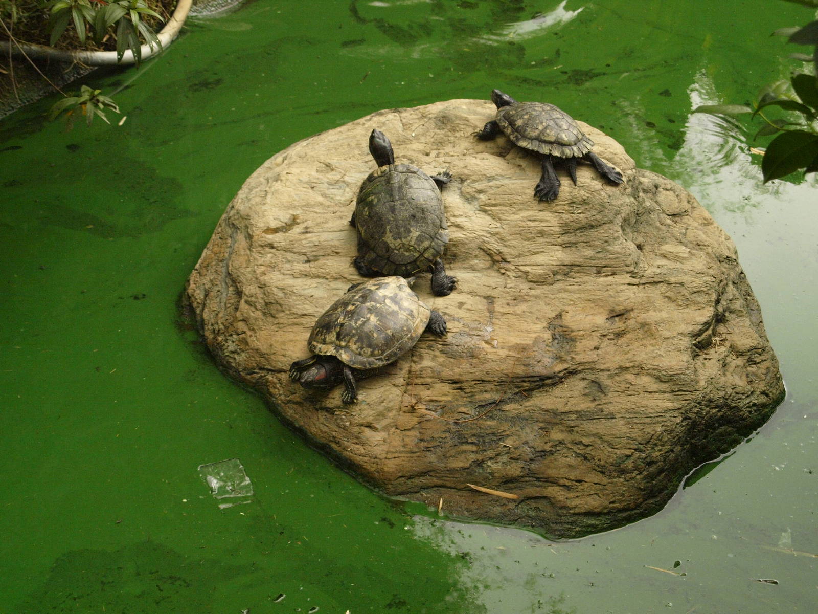Pond in museum garden