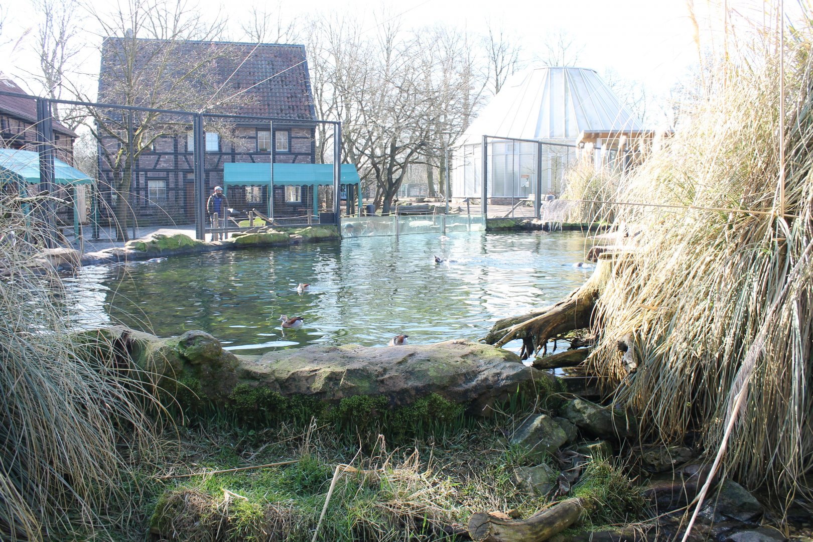 Pond in Penguin-walk-through