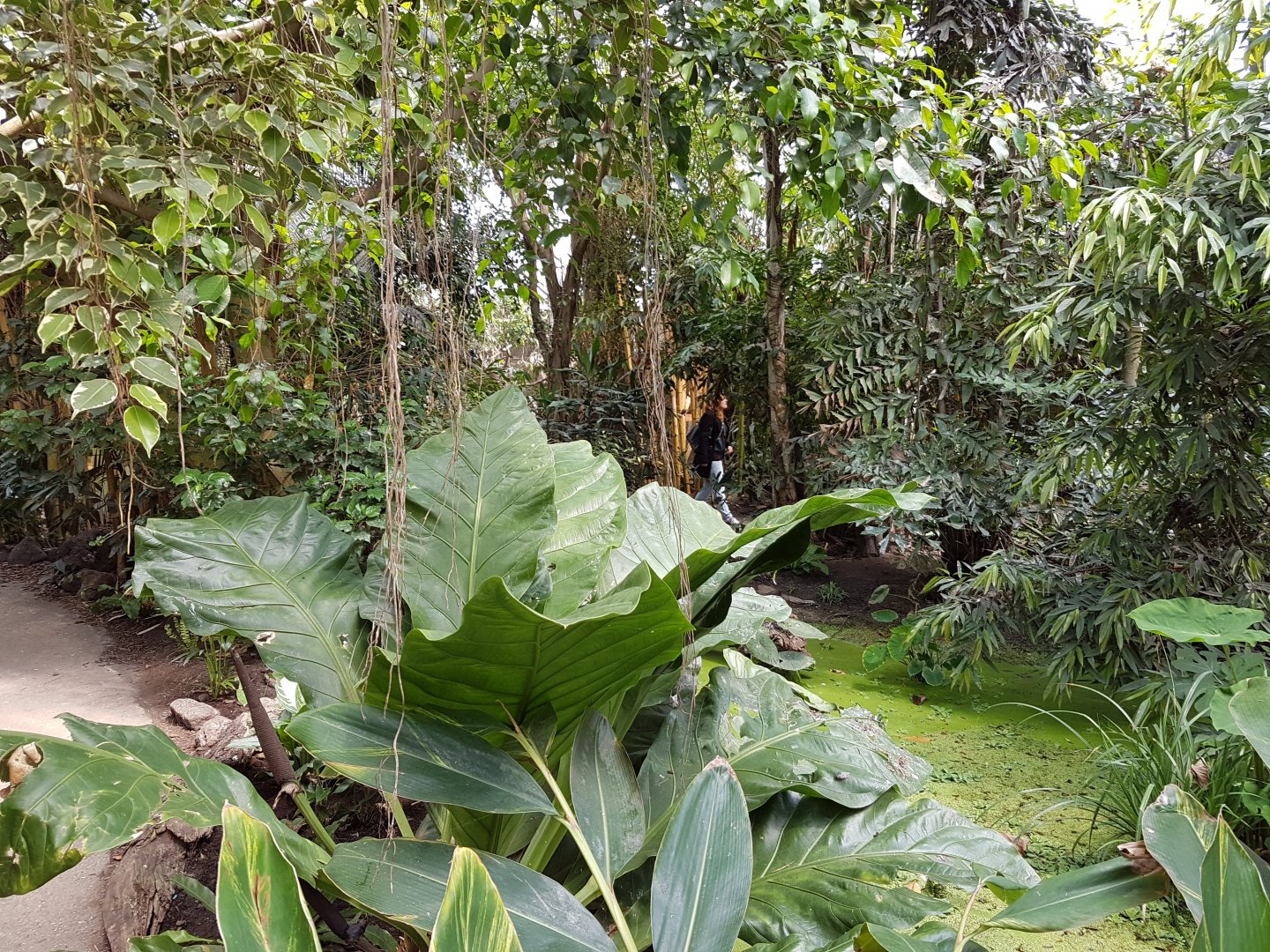 Pond in Philippine Hall