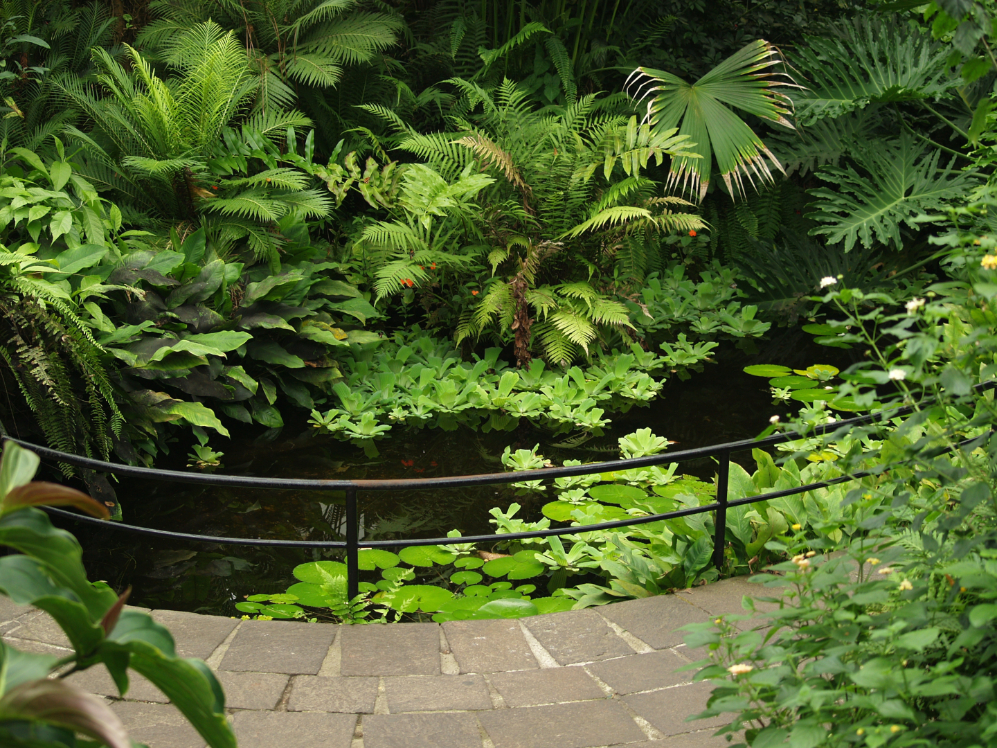 Pond in the butterfly garden, 2006-07-08