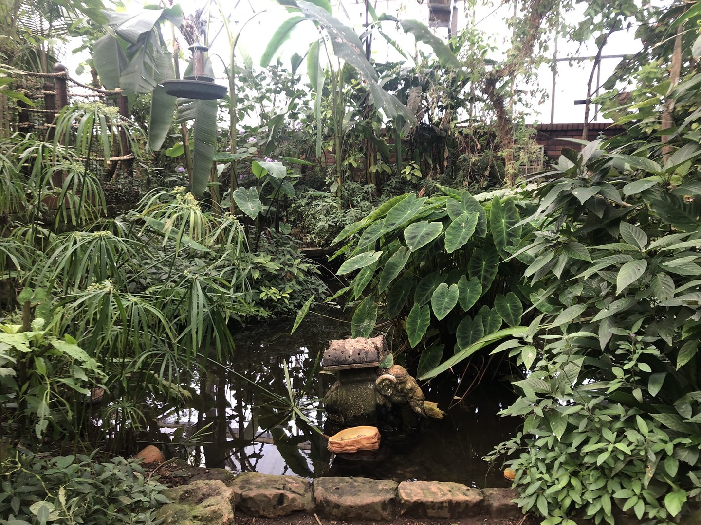 Pond in the Butterfly House at Tropical Butterfly House (March 2023)