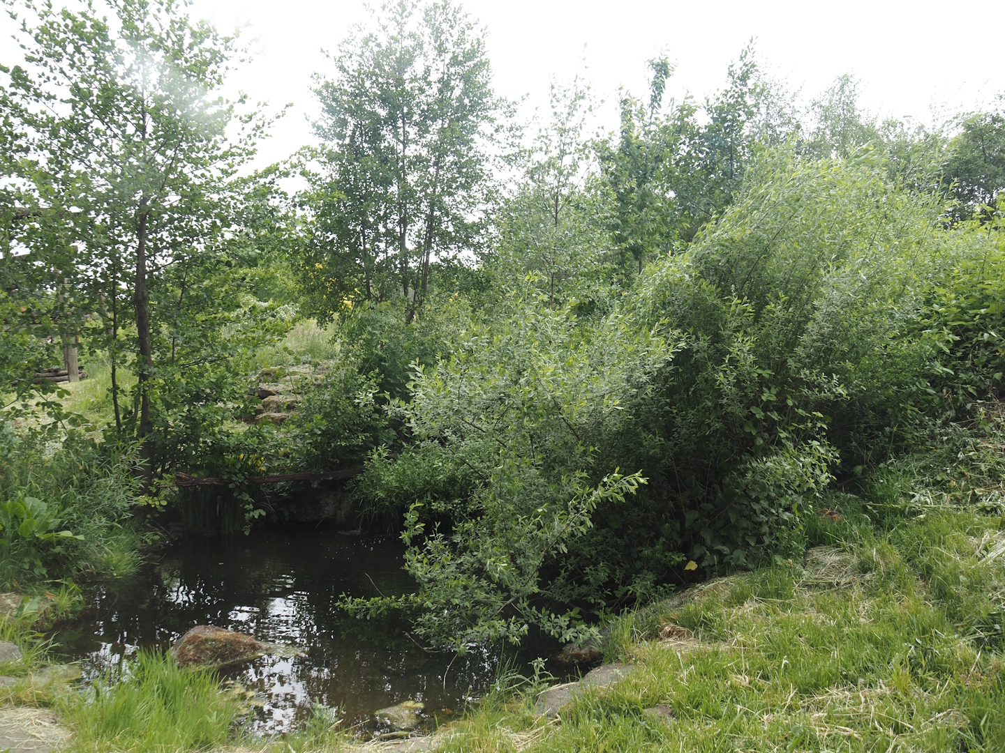 Pond in the Indian sloth bear and European golden jackal exhibit, 2025-05-22