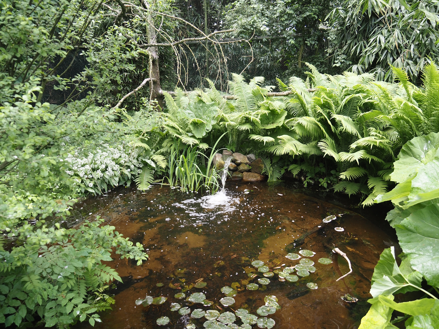 Pond in the large wetland walk-through aviary, 2025-05-22