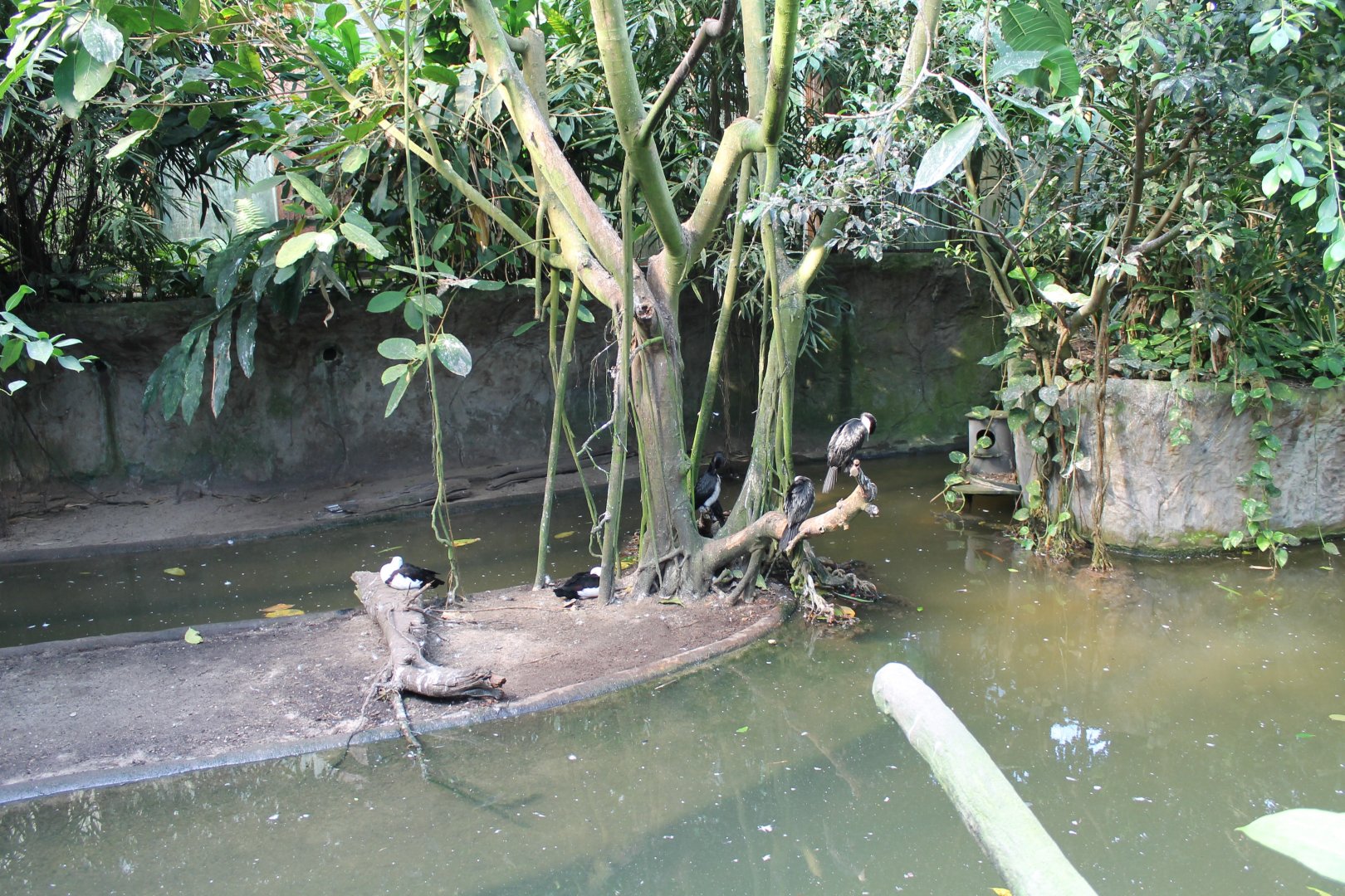 Pond in the Mangrove-hall
