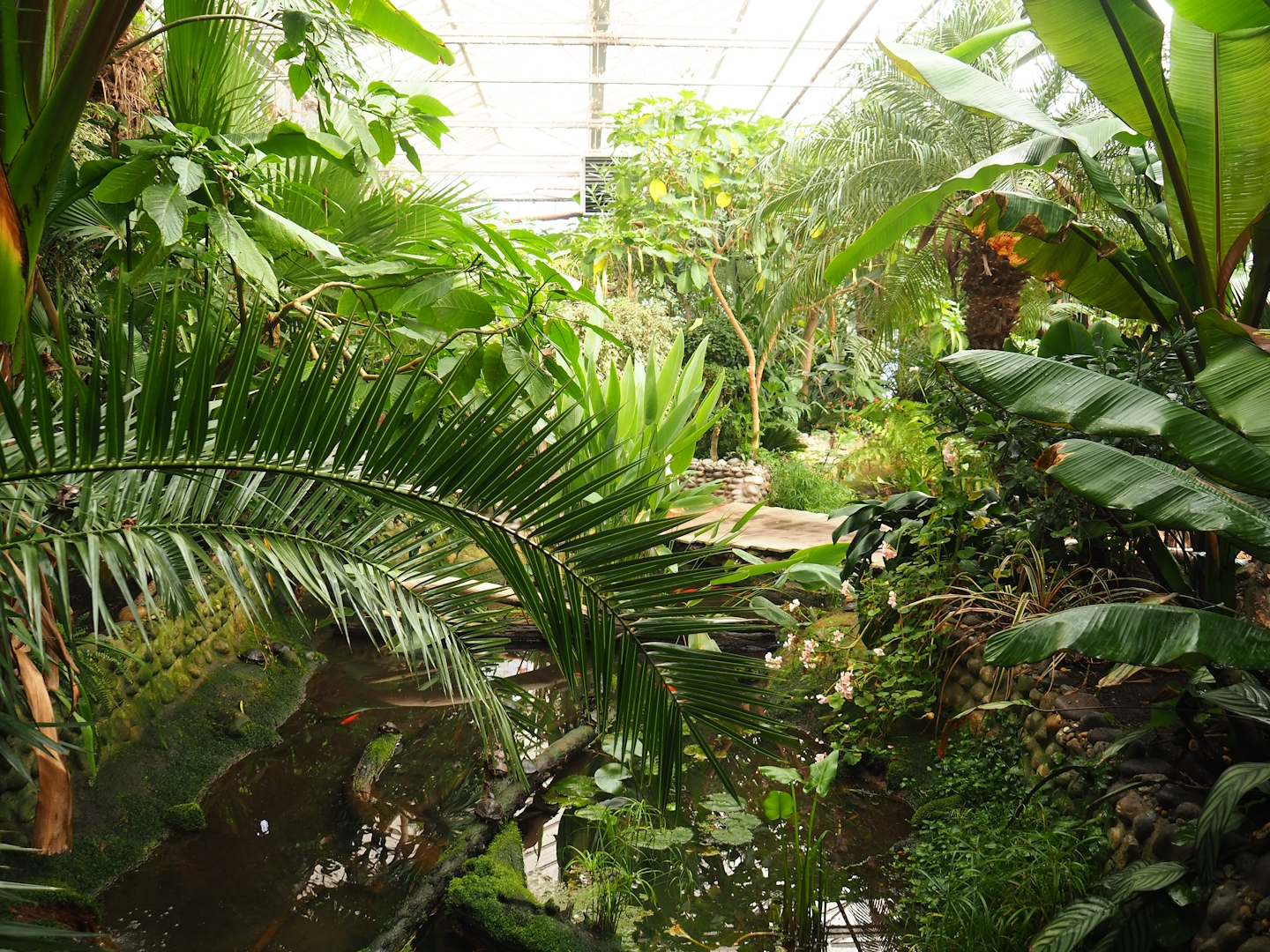 Pond in the Oasis greenhouse, 2023-10-13