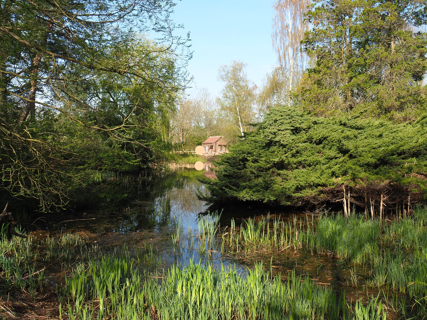 Pond in the Oceania section, 2022-04-12