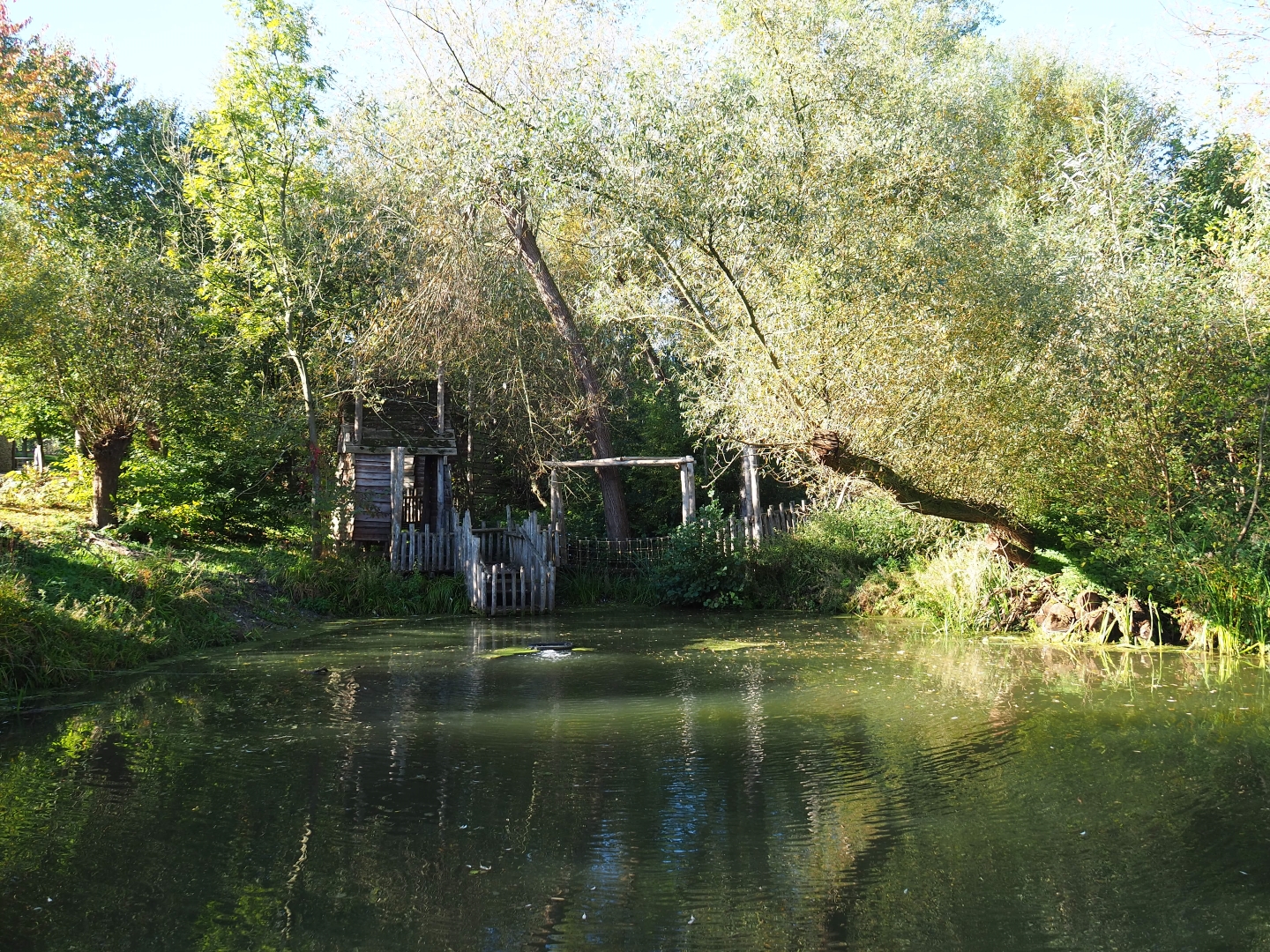 Pond in the park (Oct 13th, 2018)