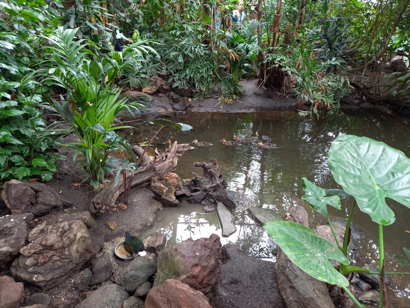 Pond in the Philippine part of the Tropical Hall