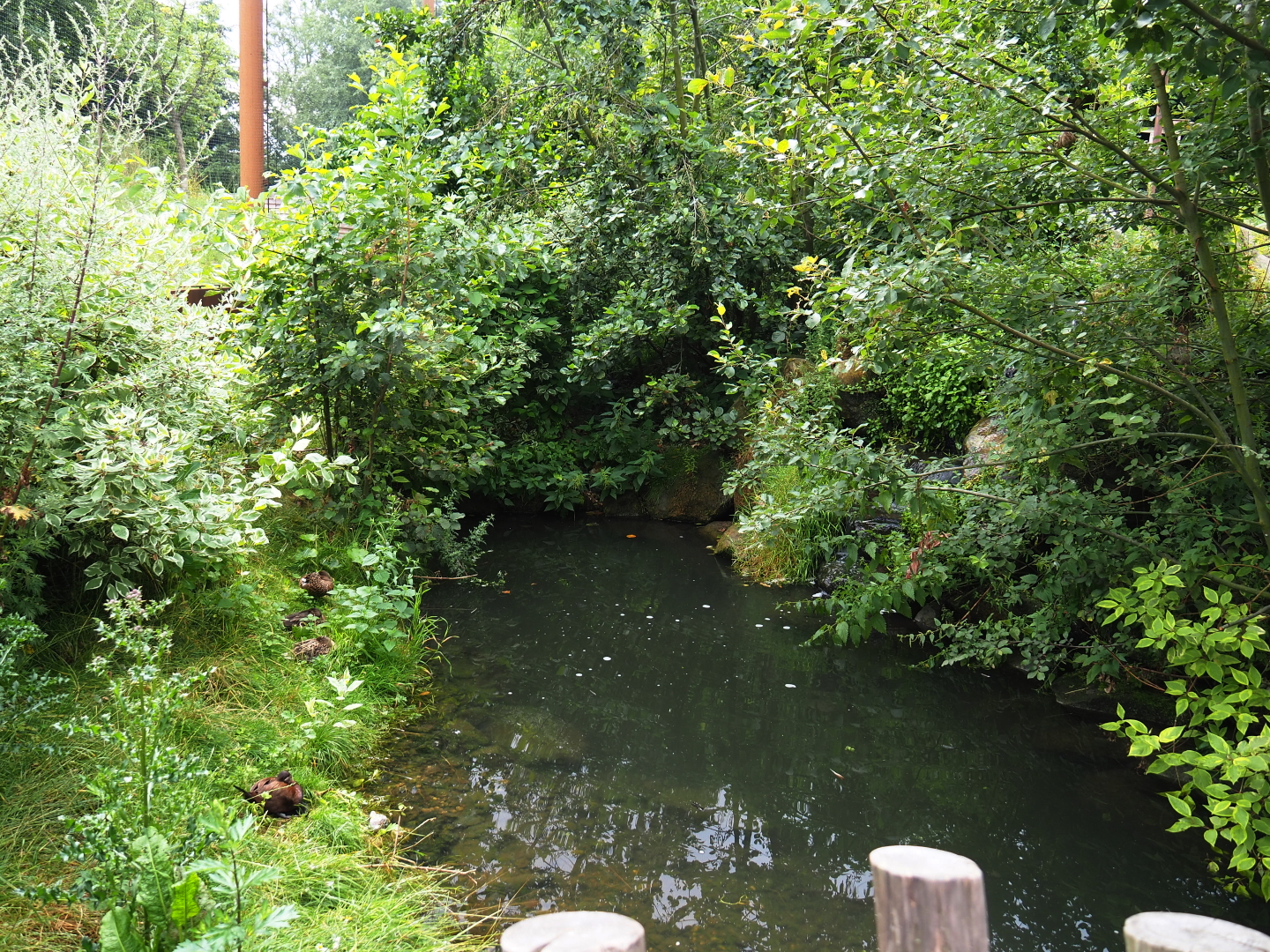 Pond in the Taiga aviary, 2019-07-21