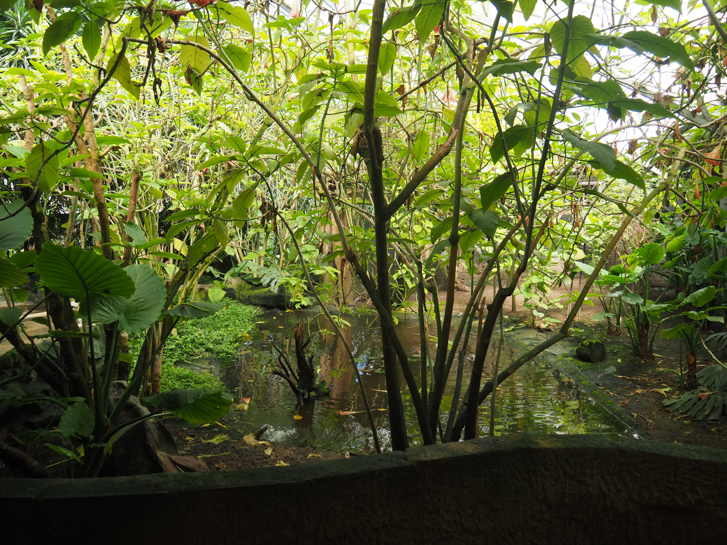 Pond in the tropical hall, 2020-06-20
