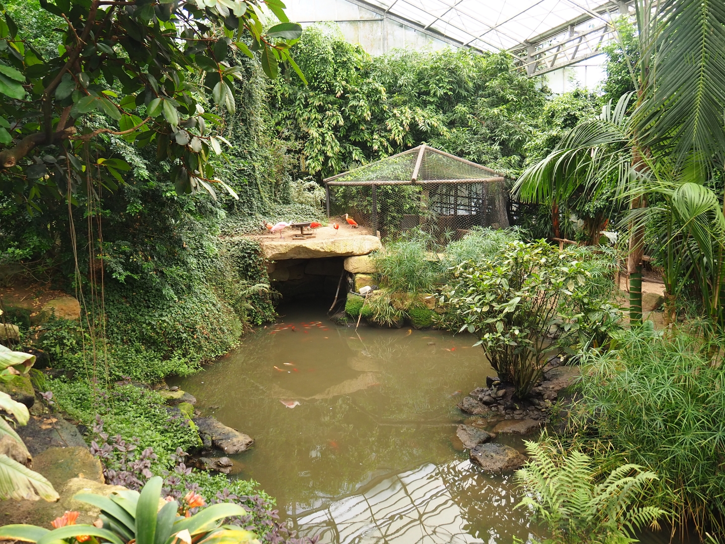 Pond in the Tropical hall (Aug 28th, 2018)