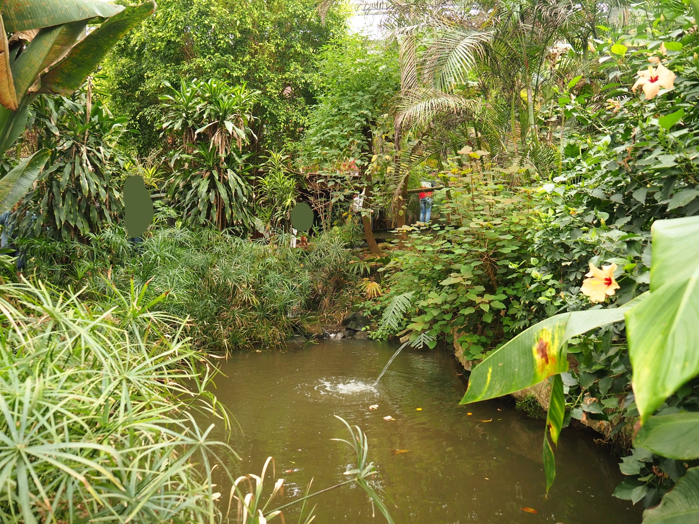 Pond in the Tropical hall (Aug 28th, 2018)