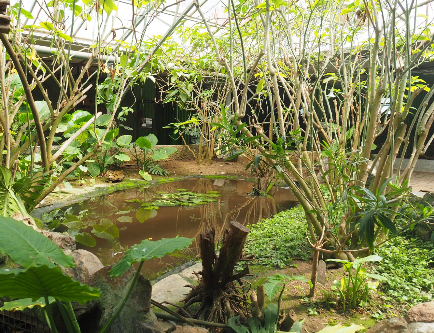 Pond in the tropical house, 2019-08-04