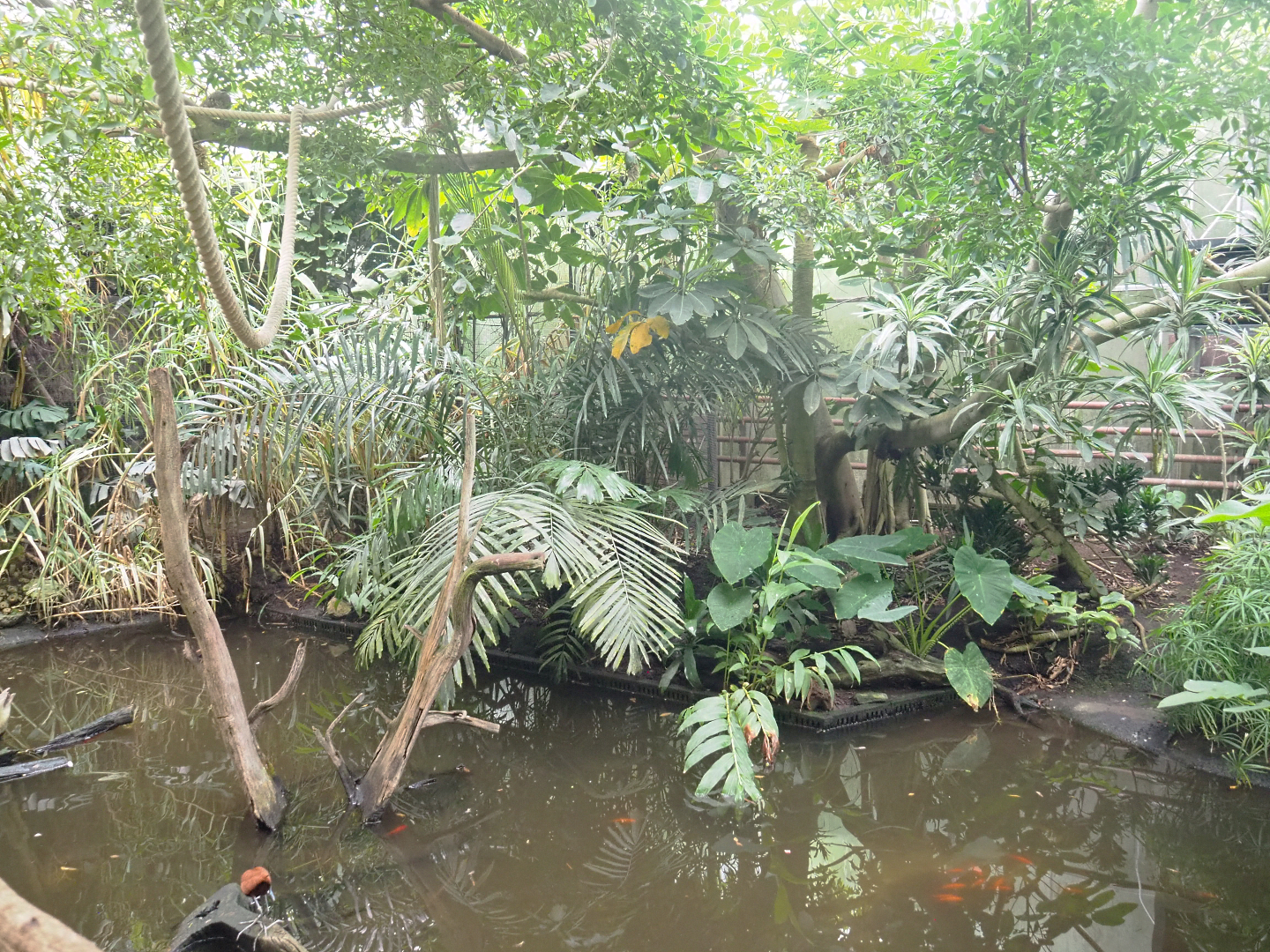 Pond in the Tropicalia greenhouse, 2022-09-14