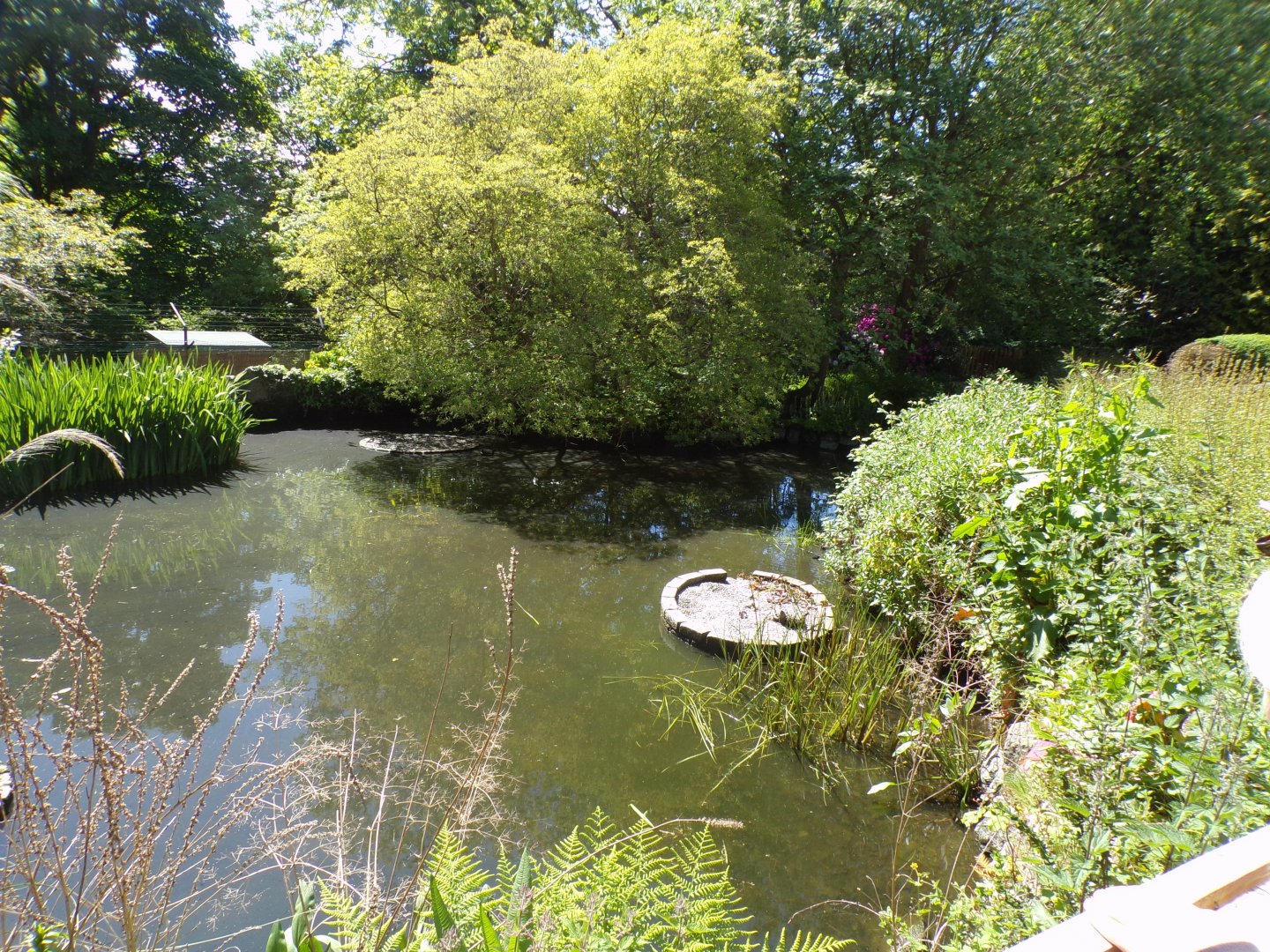 Pond in the zoo 20.5.24