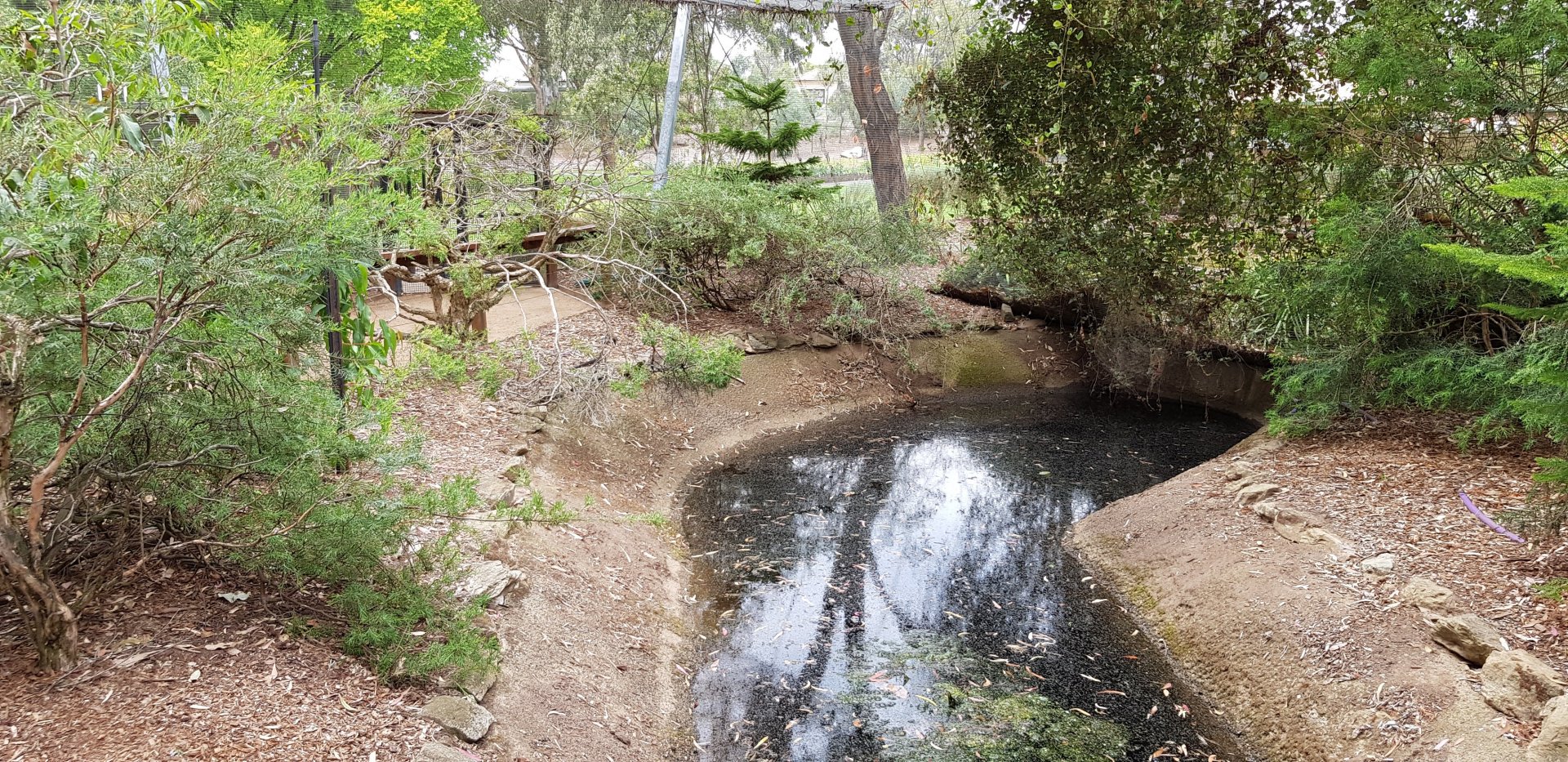 Pond in walk trhu avairy - White Hills Botanic Garden
