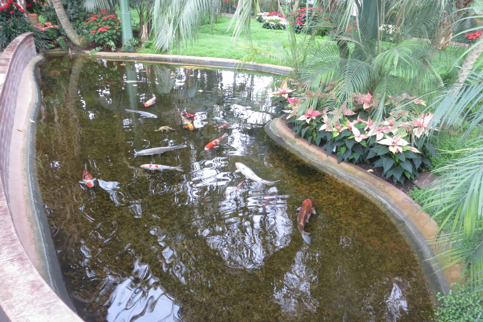 Pond in Wintergarten/Palmenhaus 031218