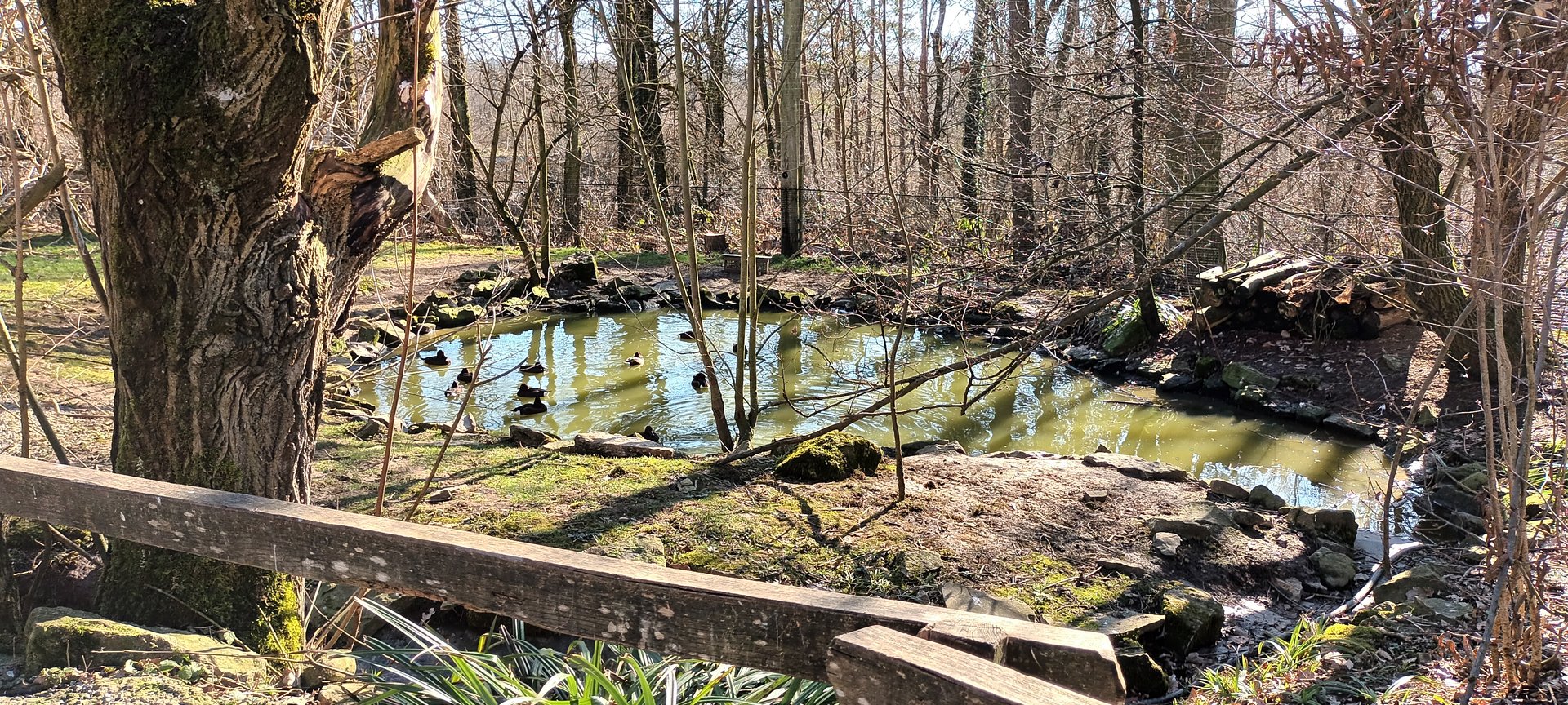Pond inside the Eurasian walkthrough Aviary