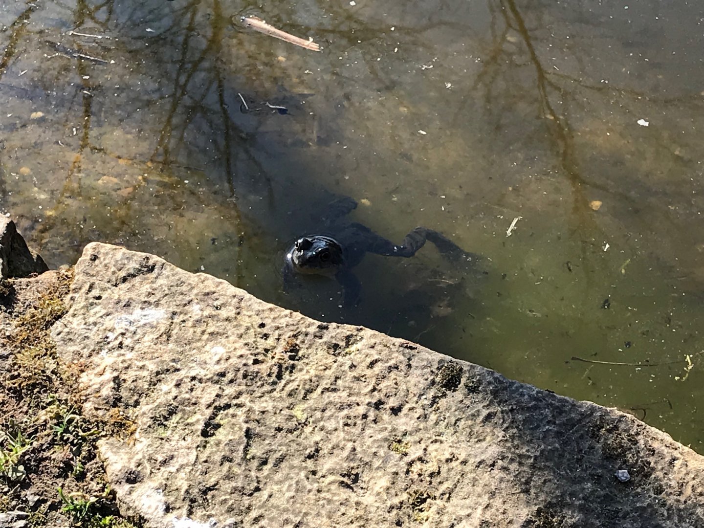 Pond life in outdoor pond