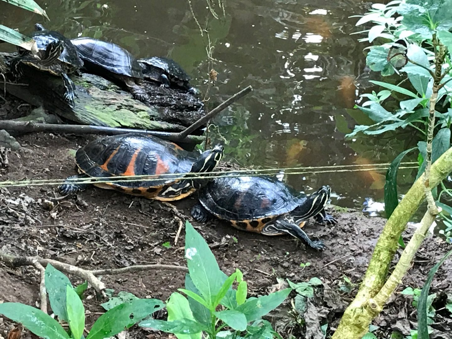 Pond life in tropical house