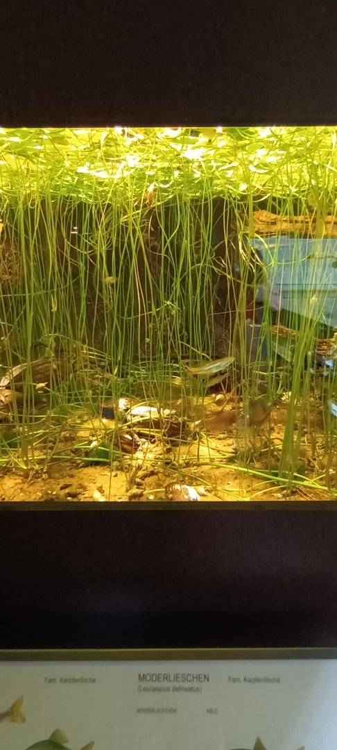Pond Mussel, Belica and European Bitterling Tank