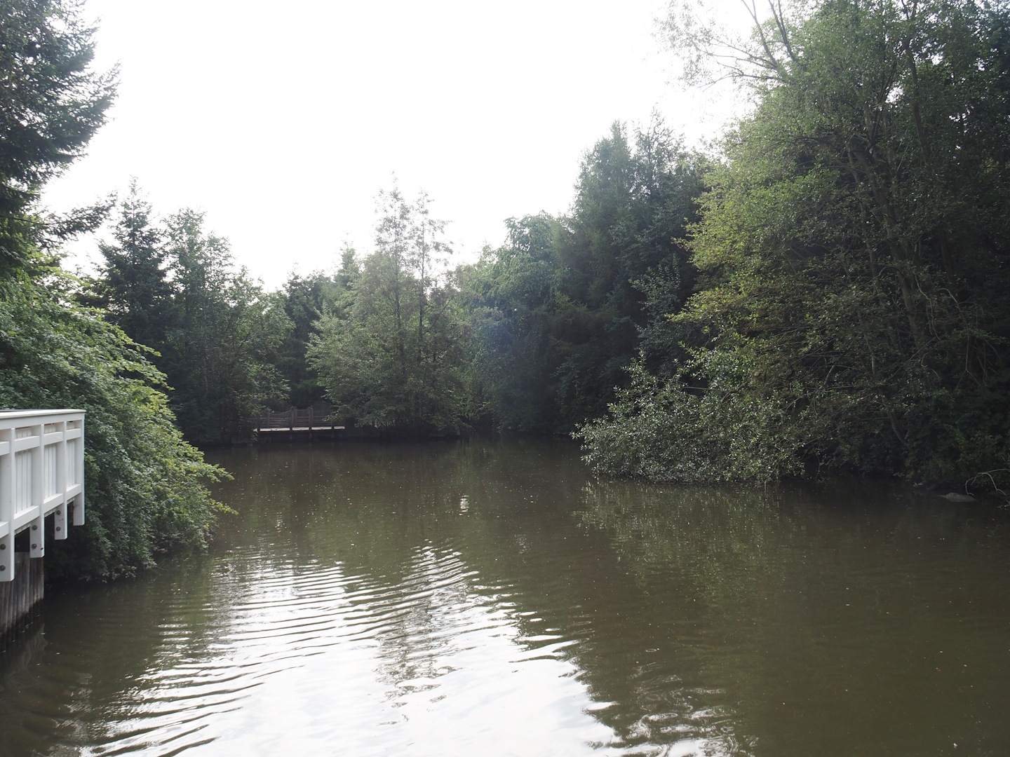 Pond near Alaska village, 2024-08-05