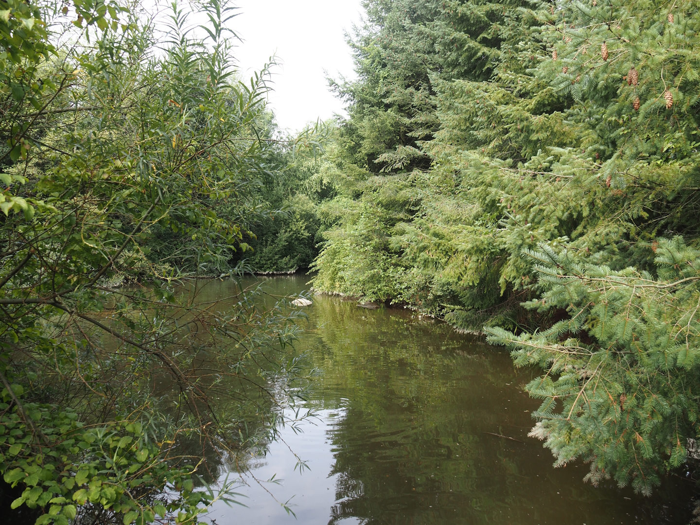 Pond near Alaska village, 2024-08-05
