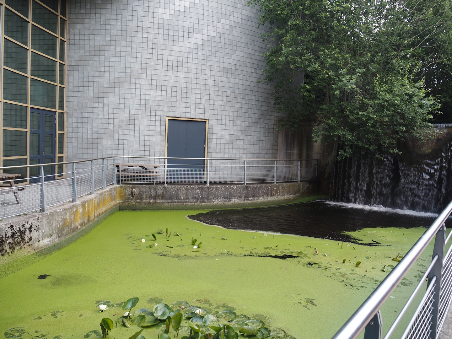 Pond next to Animazia entrance, 2024-06-23