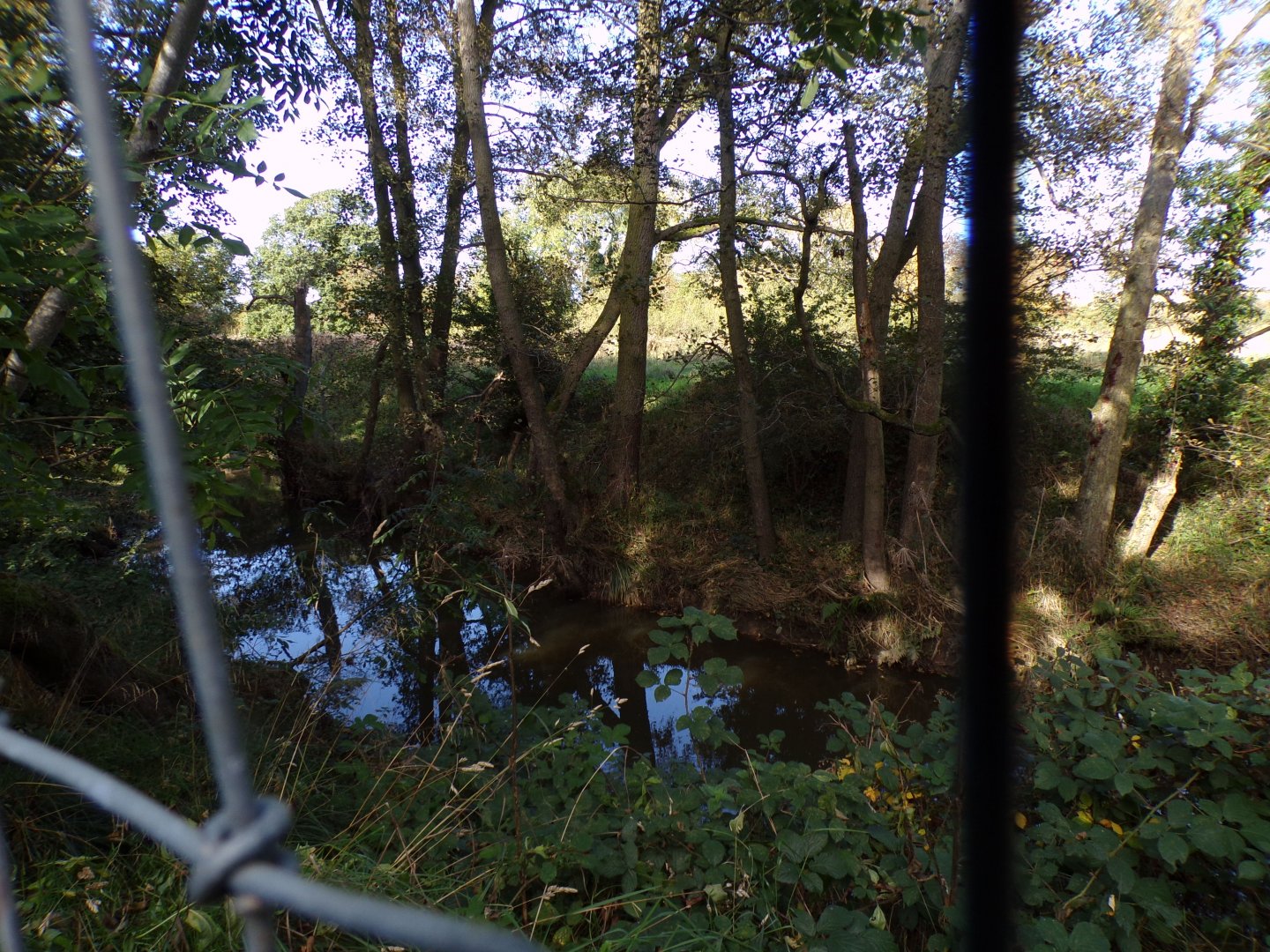 Pond outside the barrier of the zoo 14.10.23