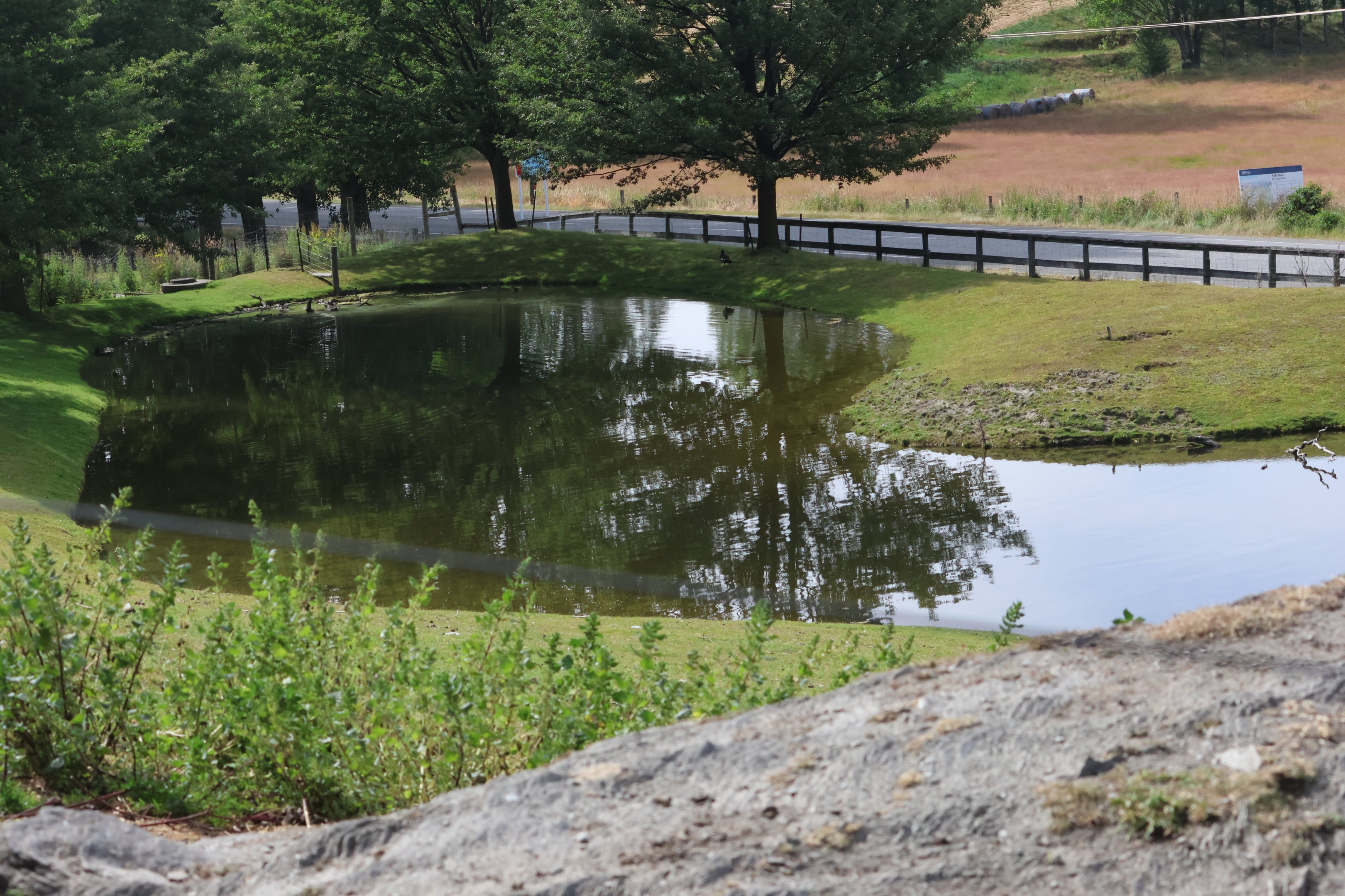 Pond, petting zoo at Remarkable Vets Arrowtown